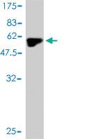 Anti-MYOG Mouse Monoclonal Antibody [clone: 2B7]