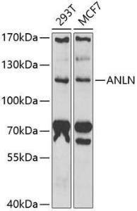 Anti-Anillin Rabbit Polyclonal Antibody