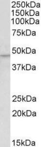 Anti-KLF15 Antibody (A83845) (0.5µg/ml) staining of Human Kidney lysate (35µg protein in RIPA buffer). Detected by chemiluminescence.