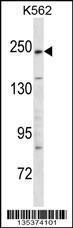 Anti-KIDINS220 Rabbit Polyclonal Antibody (FITC (Fluorescein Isothiocyanate))