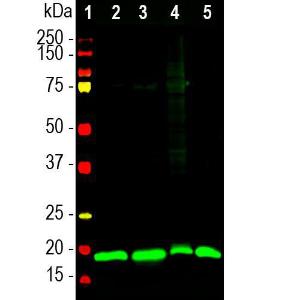 Western blot analysis of different tissue lysates using Anti-Visinin Like Protein 1 Antibody (A85347), at a dilution of 1:20,000, in green