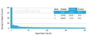 Analysis of protein array containing more than 19,000 full-length human proteins using Anti-UBR2 Antibody [PCRP-UBR2-1D12