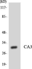 Western blot analysis of the lysates from HUVEC cells using Anti-CA3 Antibody