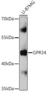 Western blot analysis of extracts of U-87MG cells, using Anti-GPCR GPR34 Antibody (A309267) at 1:1,000 dilution. The secondary antibody was Goat Anti-Rabbit IgG H&L Antibody (HRP) at 1:10,000 dilution.