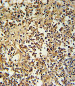 Anti-Granzyme M Rabbit Polyclonal Antibody