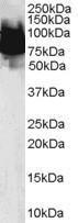 Anti-KLF4 antibody