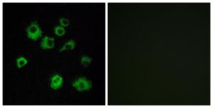 Immunofluorescence analysis of MCF7 cells using Anti-HCRTR1 Antibody. The right hand panel represents a negative control, where the antibody was pre-incubated with the immunising peptide