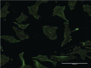 Anti-CD40 Mouse Monoclonal Antibody [clone: 4G15]