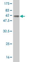 Anti-MYOG Mouse Monoclonal Antibody [clone: 2E7]