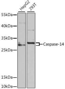 Western blot analysis of extracts of various cell lines, using Anti-Caspase-14 Antibody (A9907) at 1:1,000 dilution. The secondary antibody was Goat Anti-Rabbit IgG H&L Antibody (HRP) at 1:10,000 dilution.