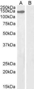 Antibody anti-KIF4A A83849-100 100 µg