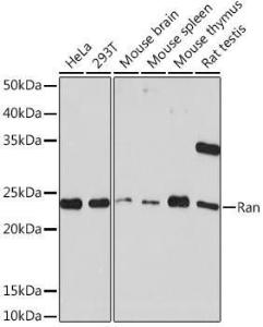 Antibody A306349-100 100 µl