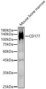 Western blot analysis of Mouse bone marrow, using Anti-CD177 Antibody (A9909) at 1:800 dilution