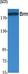 Western blot analysis of extracts from A549 cells using Anti-Brm Antibody