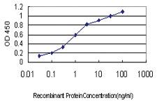 Anti-NGB Mouse Monoclonal Antibody [clone: 2B5-A7]