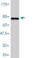 Anti-ACTR2 Mouse Monoclonal Antibody [clone: 1B10-C4]