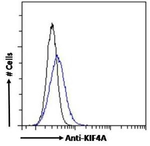 Antibody anti-KIF4A A83849-100 100 µg