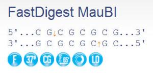 FERMFD2084 - ENZYME FD MAUBI 20µL (20RXN)