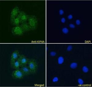 Antibody anti-KIF4A A83849-100 100 µg