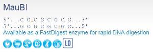 FERMER2081 - ENZYME MAUBI 100 UNITS