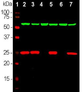 Western blot analysis of different tissue and cel