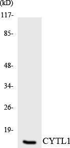 Anti-CYTL1 antibody