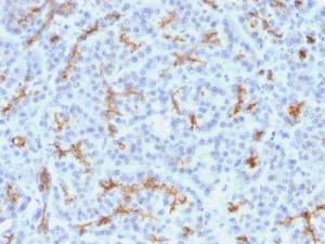 Immunohistochemical analysis of formalin-fixed, paraffin-embedded human pancreas using Anti-CFTR Antibody [M3A7]