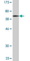 Anti-GPSM1 Mouse Monoclonal Antibody [clone: 1B3]