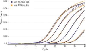 Maxima™ First Strand cDNA Synthesis kit