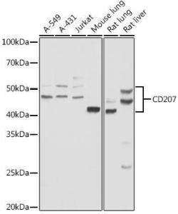 Anti-Langerin Antibody (A9911)