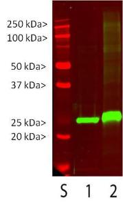 Blot of whole rat and mouse brain extract stained with Anti-UCHL1 Antibody in Lanes 1 and 2 respectively. The antibody shows a strong and clean band running at ~26 kDa. Lane S is a set of molecular weight standards of the indicated size. Image was generated on Odyssey infrared imager.