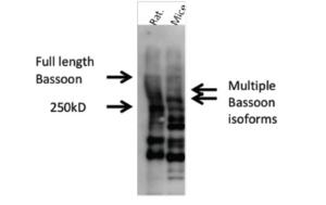 Anti-Bassoon Rabbit polyclonal antibody unconjugated