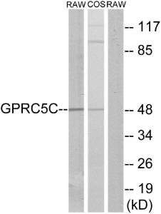 Western blot analysis of lysates from RAW264.7 and COS7 cells using Anti-GPRC5C Antibody. The right hand lane represents a negative control, where the Antibody is blocked by the immunising peptide