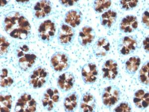 Immunohistochemical analysis of formalin-fixed, paraffin-embedded human colon using Anti-Intelectin 1 Antibody [ITLN1/4064]