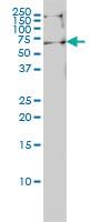 Anti-EHD4 Mouse Monoclonal Antibody [clone: 1B8]