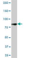 Anti-CD44 Mouse Polyclonal Antibody