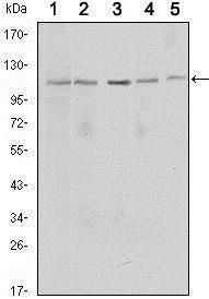 Anti-HIST3H3 Rabbit Polyclonal Antibody (DyLight® 650)