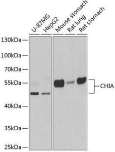 Antibody anti-CHIA 100 µl