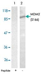 Anti-MDM2 Rabbit Polyclonal Antibody