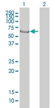 Anti-EHD4 Mouse Monoclonal Antibody [clone: 1B8]