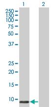 Anti-POLR3K Mouse Polyclonal Antibody