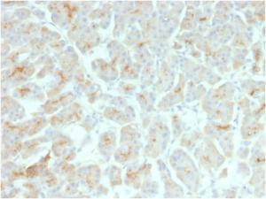 Immunohistochemical analysis of formalin-fixed, paraffin-embedded human pancreas using Anti-CFTR Antibody [rCFTR/1342]