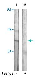 Anti-DUSP1 Rabbit Polyclonal Antibody