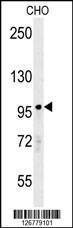 Anti-PARP8 Rabbit Polyclonal Antibody (Biotin)