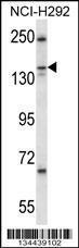 Anti-KIF16B Rabbit Polyclonal Antibody (FITC (Fluorescein Isothiocyanate))