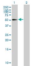 Anti-CD44 Mouse Polyclonal Antibody