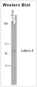 Anti-Cadherin R Sheep polyclonal antibody unconjugated