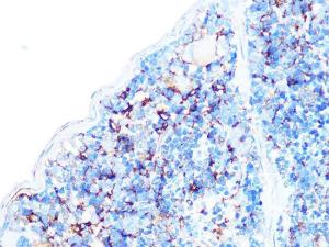 Immunohistochemistry analysis of paraffin-embedded mouse spleen using Anti-Arp3 Antibody [ARC1067] (A306350) at a dilution of 1:100 (40x lens). Perform microwave antigen retrieval with 10 mM PBS buffer pH 7.2 before commencing with IHC staining protocol.