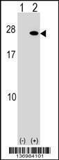 Anti-FGF19 Rabbit Polyclonal Antibody (AP (Alkaline Phosphatase))