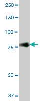 Anti-CD44 Mouse Polyclonal Antibody